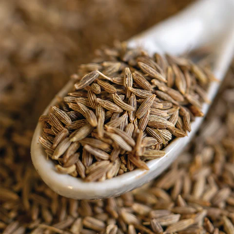 Cumin thumbnail 2