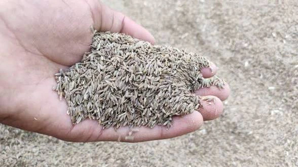 Cumin thumbnail 3